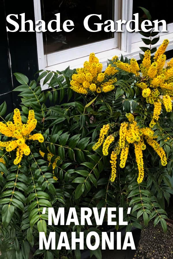 Planning Your Shade Garden With Mahonia 600x900