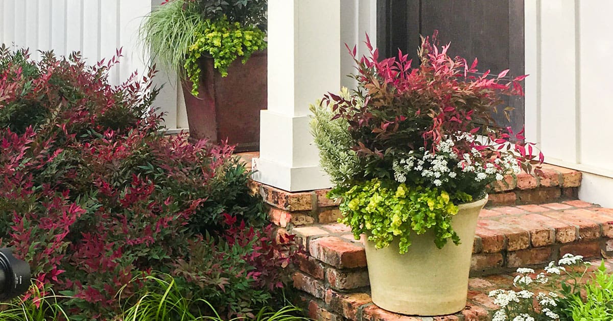 Back entryway stoop of red brick and white columns set with containers of Obsession Nandina and Sedium and bordered with Carex and Nandina