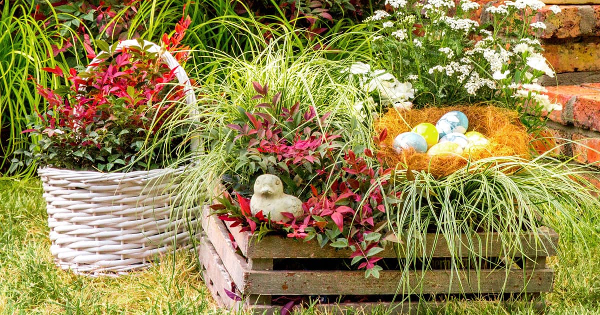 Easter basket-like containers of ornamental grass Carex and Southern Living Nandinas
