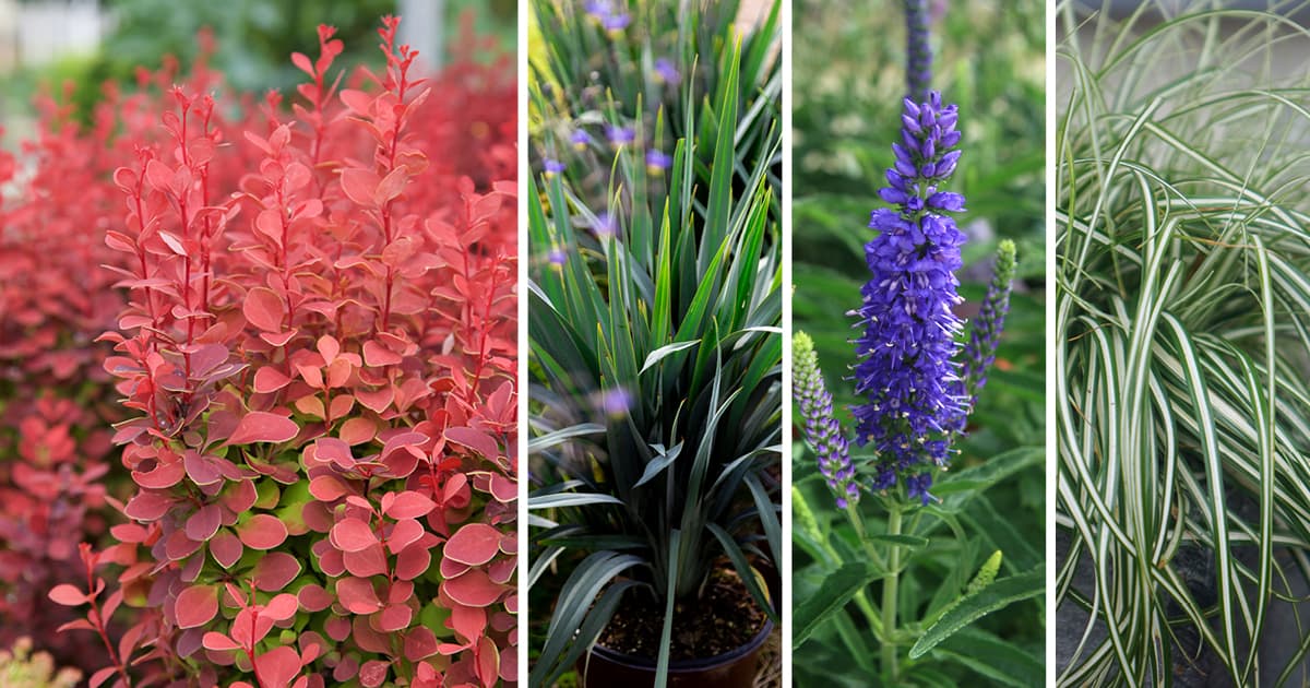 Orange Rocket Barberry