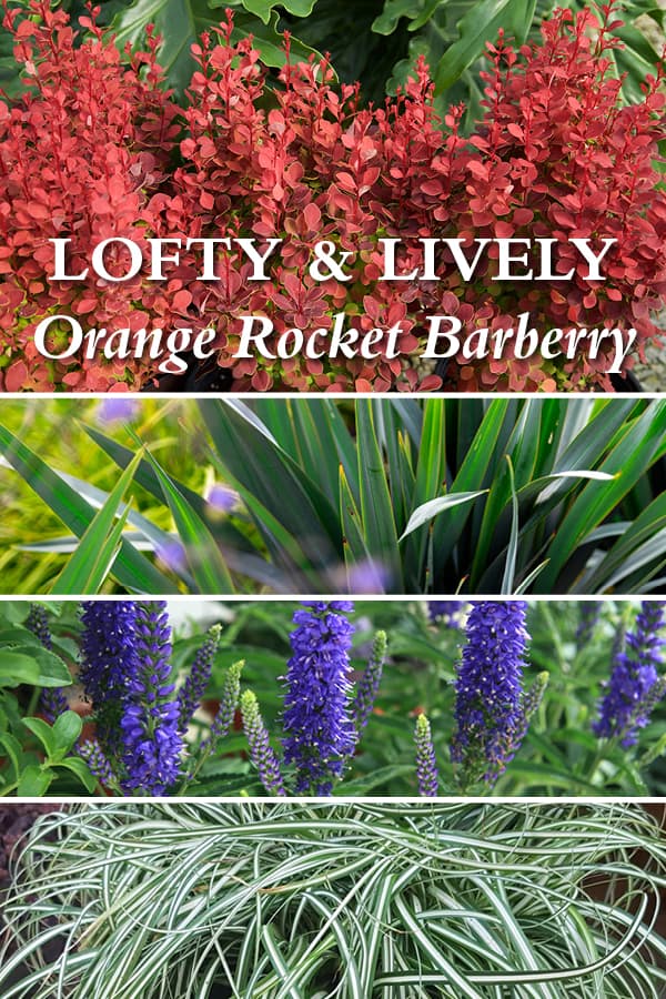 Plant Combinations Lofty And Lively Orange Rocket Container 600x900