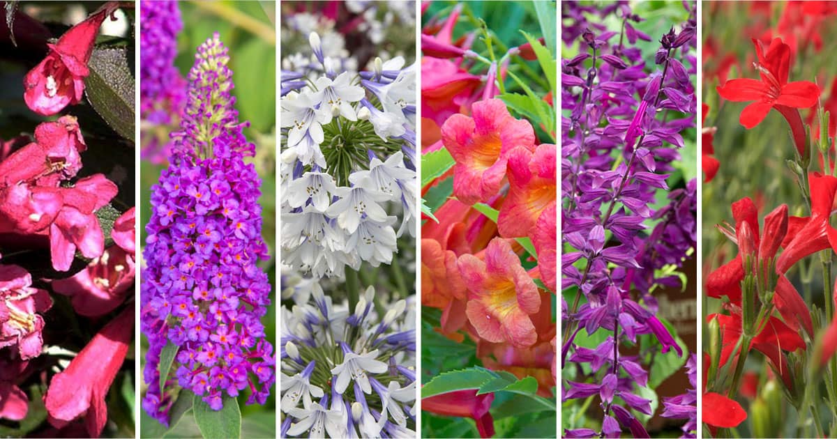 Plant Combinations Plant A Hummingbird Haven 1200x6302