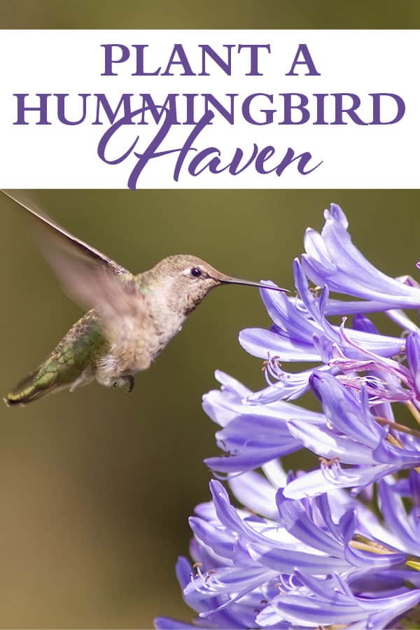 Plant Combinations Plant A Hummingbird Haven 600x900