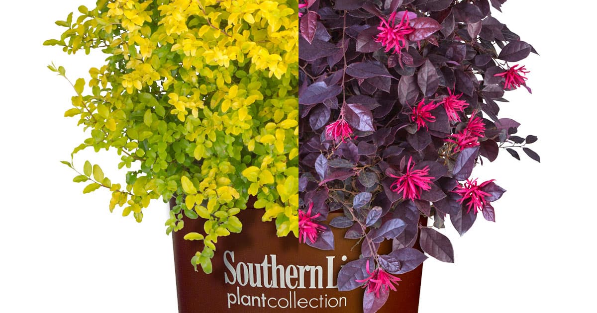 Photo collage showing golden and purple plants from Southern Living plant collection