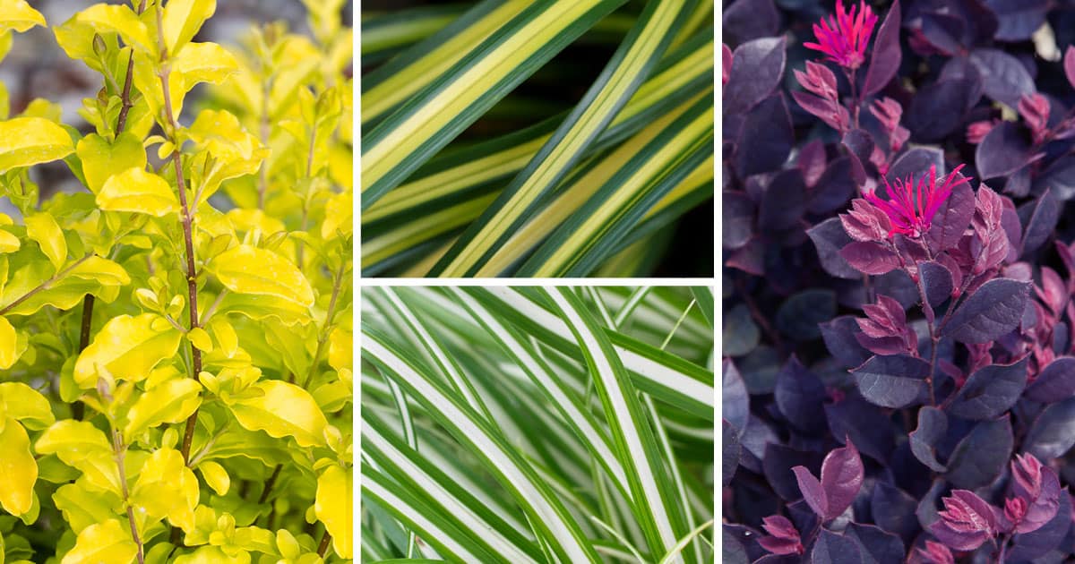 Photo collage showing golden and purple plants from Southern Living plant collection