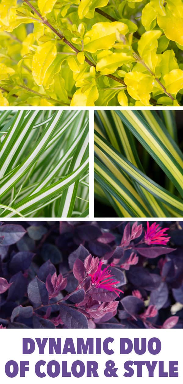 Photo collage showing golden and purple plants from Southern Living plant collection