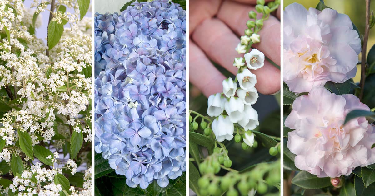 Plant combo for acid soils includes Big Daddy Hydrangea & Mountain Snow Pieris