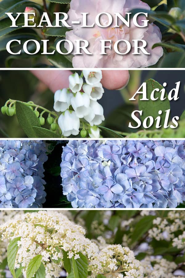 Photo collage of plants that love acid soil