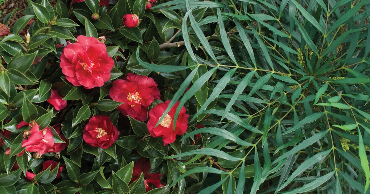 Ruby Red Camellia blooms amongst Soft Caress Mahonia folaige