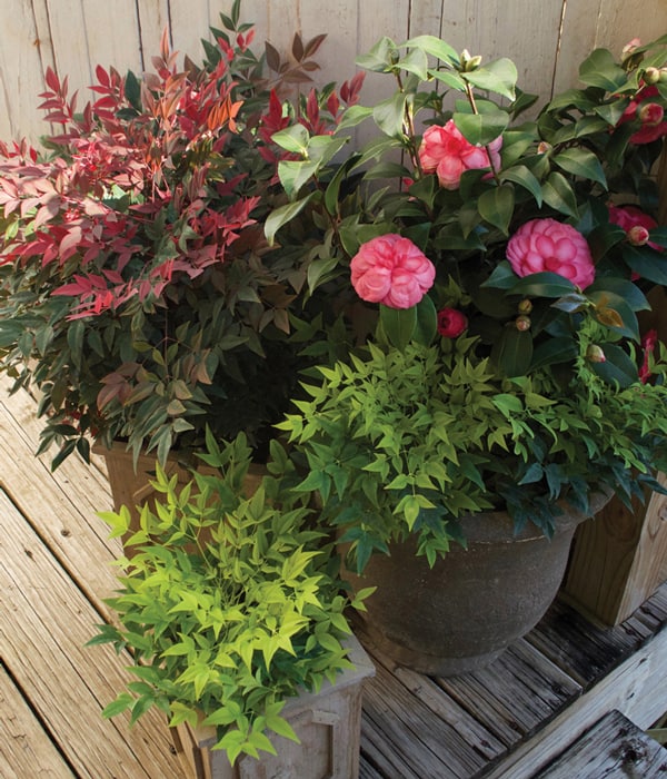 Flirt Nandina foliage paired with Early Wonder Camellia and Lemon-Lime Nandina