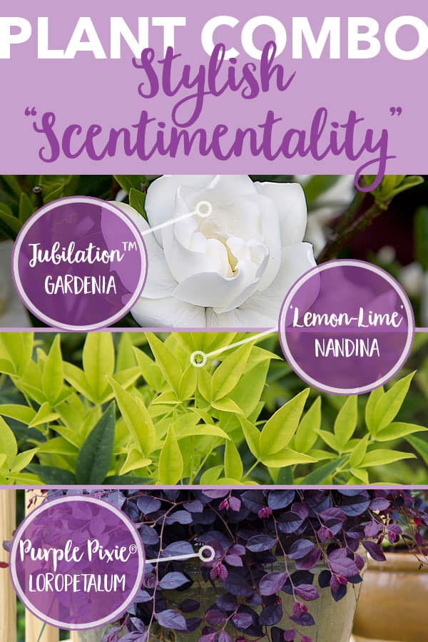 Plant Combo Stylish Scentimentality 600x9002