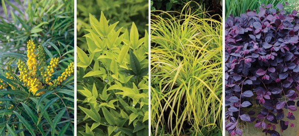 Plant Containers That Last 1