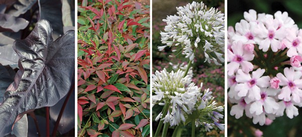 Plant Containers That Last 2