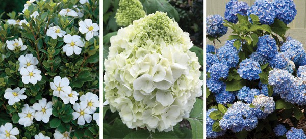 Plant Lasting Impressions Article Image 1