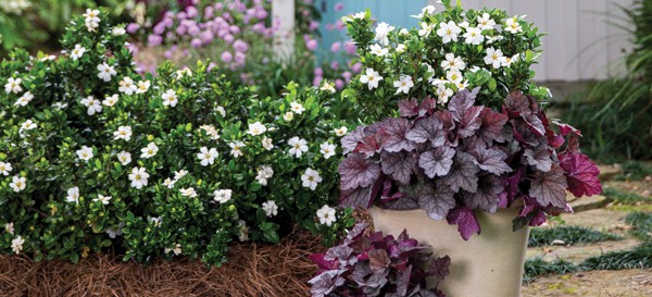 Plant Lasting Impressions Article Image 3