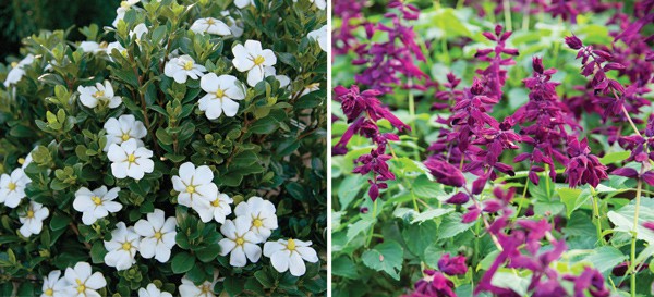 Plant Lasting Impressions Article Image 4