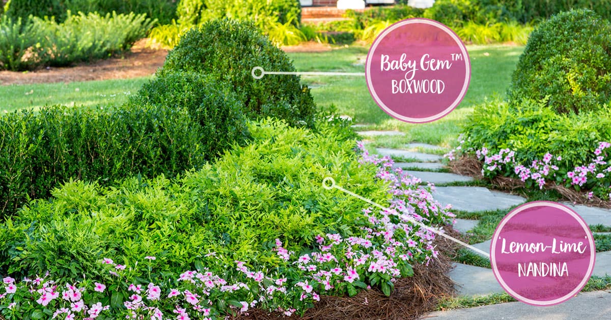 Entryway garden bordering a slate walkway and layered with pink annuals, Lemon-Lime Nandina and Baby Gem Boxwood