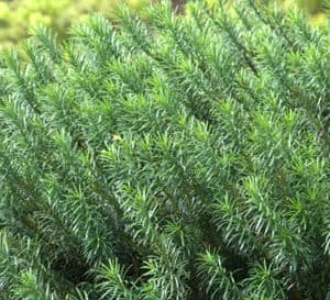 Plum Yew planted in garden up close