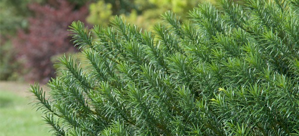 Plum Yew Yewtopia Habit X21A1344