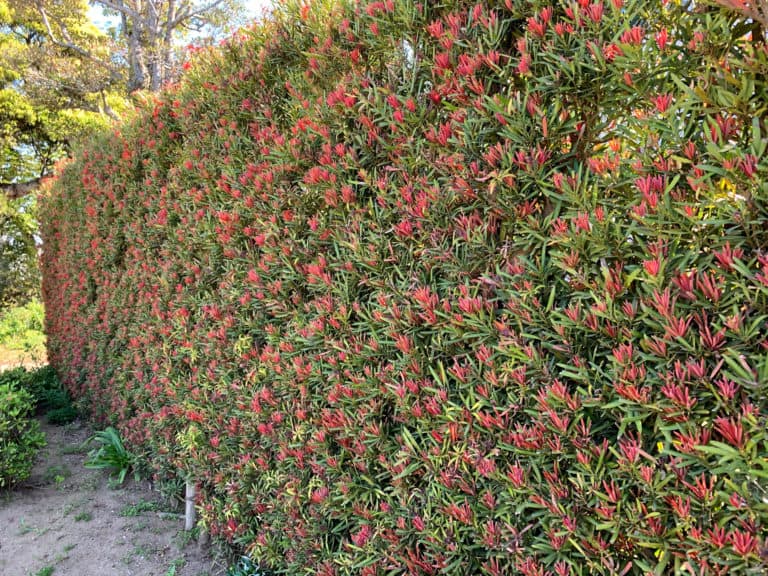 A wall of foliage shorn and formed with the pink and green foliage of Mood Ring Podocarpus macrophyllus