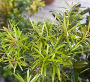 Podocarpus Mood Ring