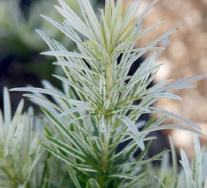 Podocarpus Roman Candle