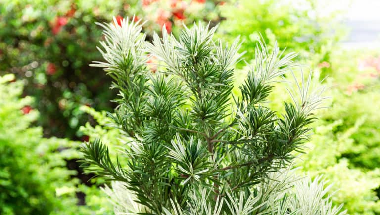 This variegated beauty sports white to light green new growth. A tough shrub in a low maintenance package, it offers disease, pest and deer resistance and tolerates full sun and hea