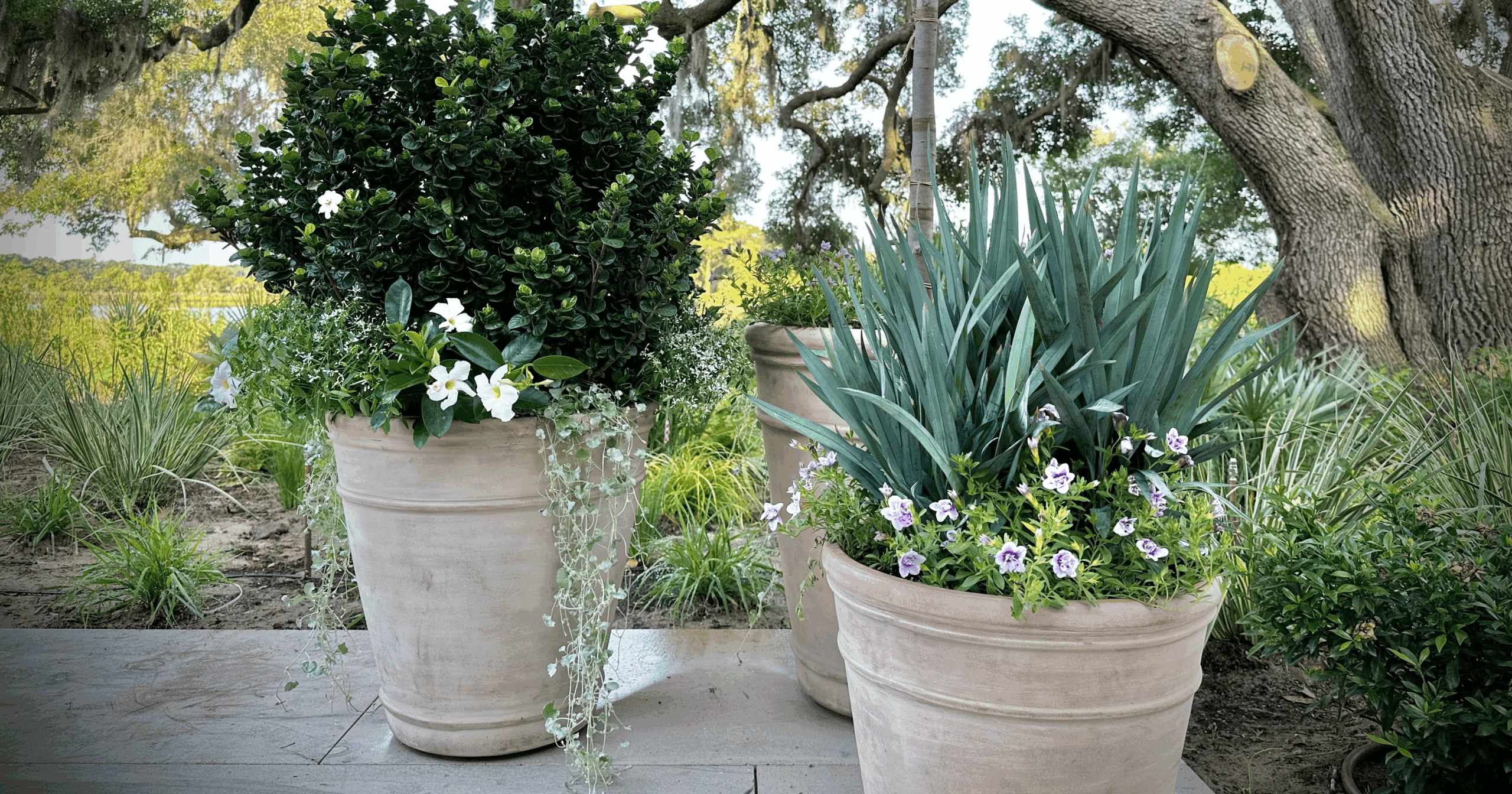 Southern Living Plants on a coastal patio at the 2024 Idea House