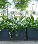Pots that Wow Agapanthus