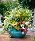 Pots that Wow Mahonia