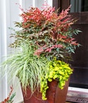Pots that Wow Obsession