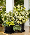 Pots that Wow Pieris