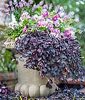 Pots that Wow Pixie