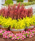 Pots that Wow Sunshine