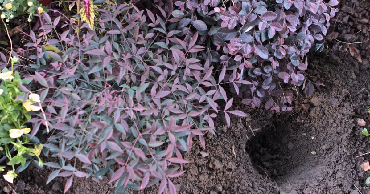 Digging a hole in rich soil to plant a purple pixie loropetalum