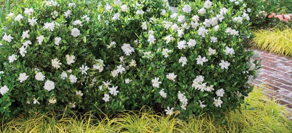 Prune After Bloom Jubilation n