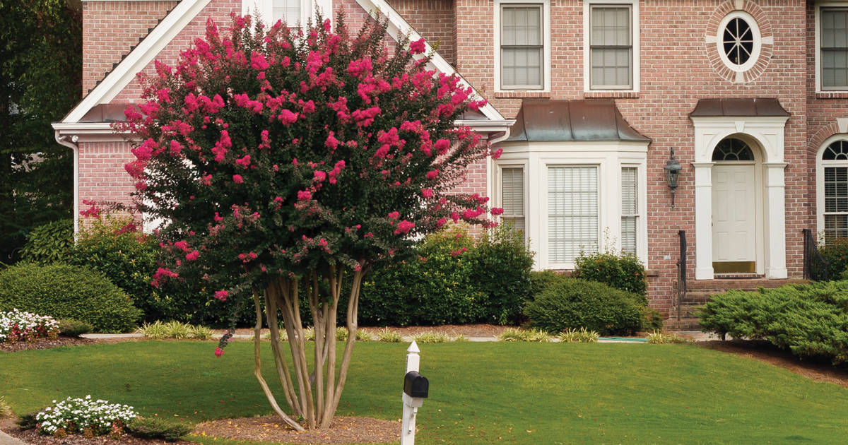 Crapemyrtle tree with dark pink blooms growing in front of large brick-faced home