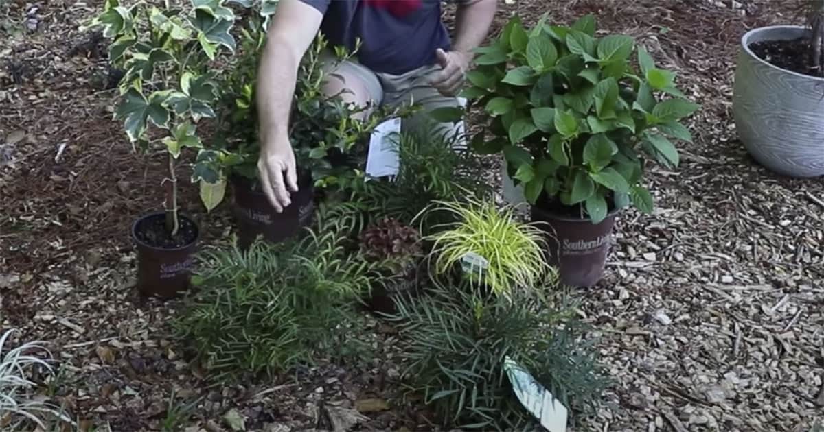Jim Putnam showing shade-loving landscape plant combinations from the Southern Living Plant Collection