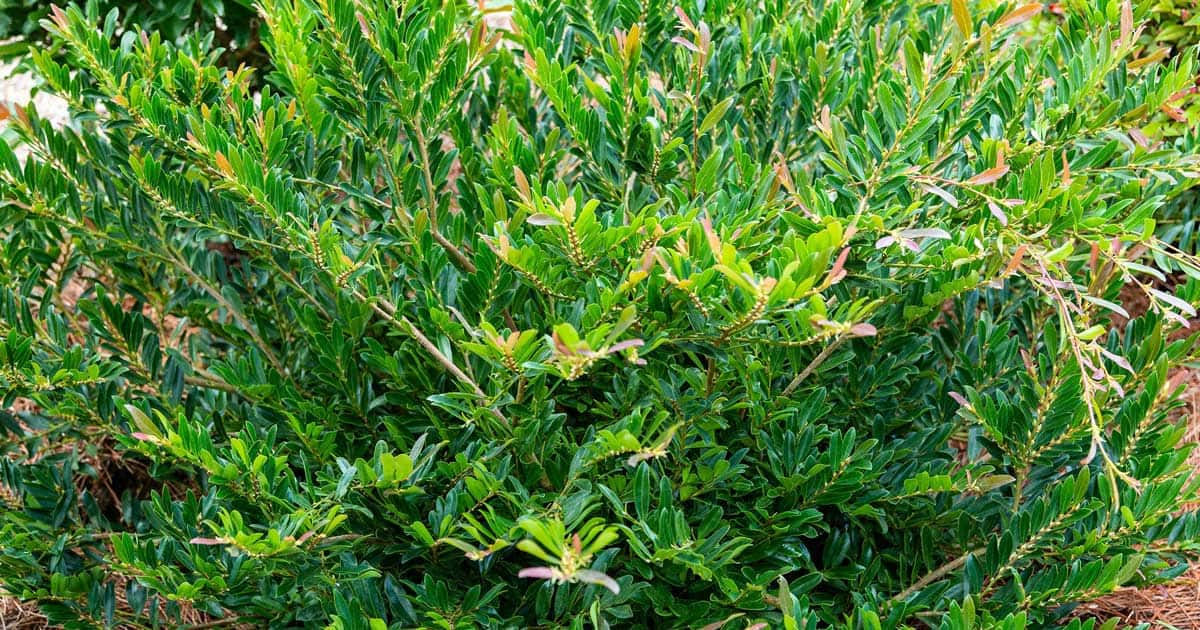 Cast in Bronze® Distylium