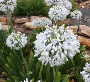 Queen Mum Agapanthus, white flowers with lavender bases