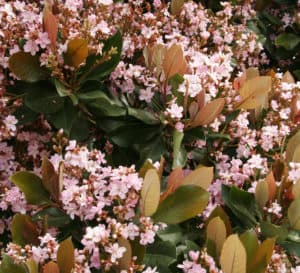 Light pink flowers with green stems with green and copper leaves