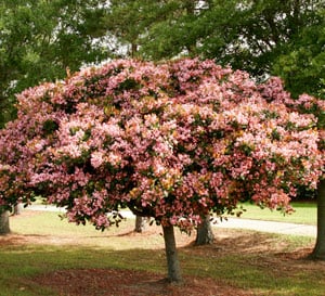 Light pink flowers with green stems with green and copper leaves