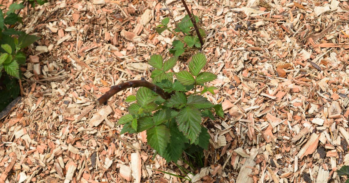 mulch around raspberry plant