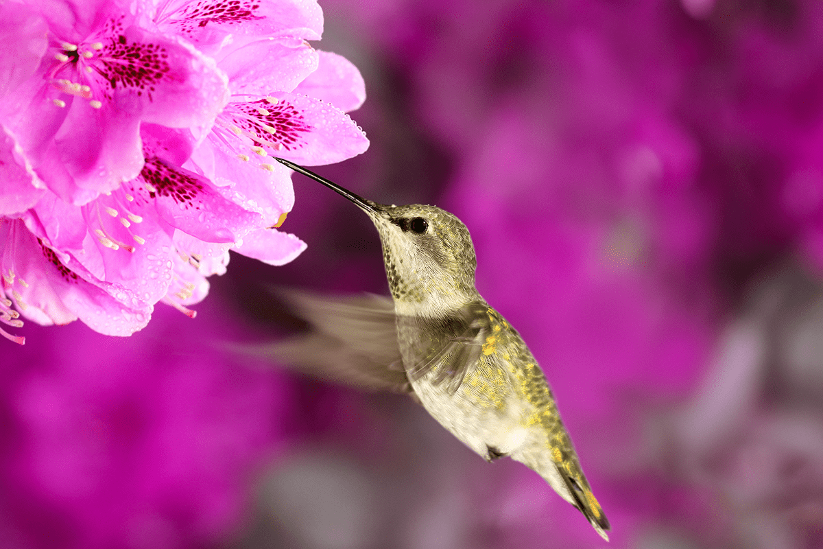 Medium pink buds and light pink flowers sit atop large green leaved foliage with a hummingbird