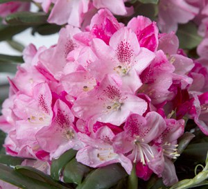 Medium pink buds and light pink flowers sit atop large green leaved foliage