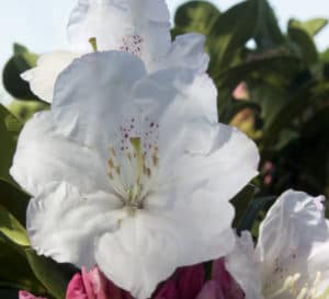 Medium pink buds and several bright white open flowers sit atop bright green foliage
