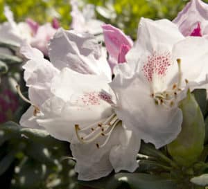 White blooms with specks of magenta sit atop large green leaved foliage
