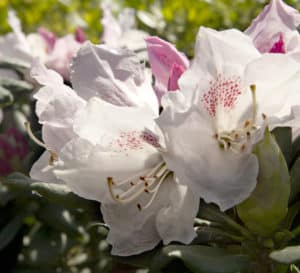 White blooms with specks of magenta sit atop large green leaved foliage