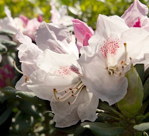White blooms with specks of magenta sit atop large green leaved foliage