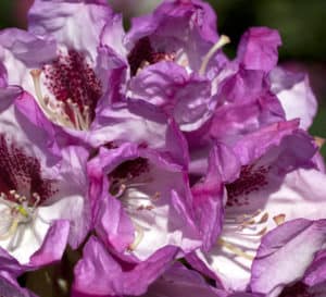 Medium pink buds and light pink flowers sit atop large green leaved foliage